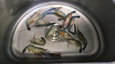 罗氏虾清洗处理好