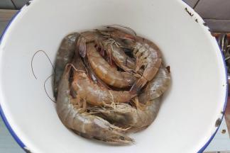 首先把海虾清洗干净，挑出虾线，虾须子也可以一并减掉备用。