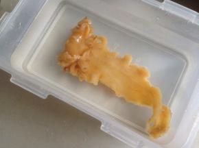 将干花胶放入冷水中，置于冰箱浸泡一个晚上（8个小时）。烧开水，将花胶放入3分钟，捞出继续放入冷水浸泡置于冰箱1天