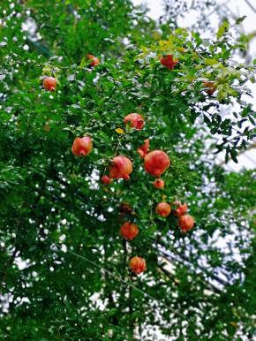 楼下的石榴树，石榴熟透了，它们一个个绽开娃娃般可爱的圆脸和笑口，向人们报告着成熟的喜讯。