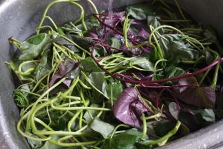 番薯藤清洗干净，自家种的番薯藤，别看一大堆，炒起来分量不是很多呢，上面写的分量是摘洗后的，2-3人分量