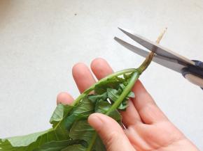 小萝卜苗，去掉黄叶，用厨房剪剪掉根部，不要全部剪掉哦，那是没长出来的小萝卜，只需把尾须剪掉就好。