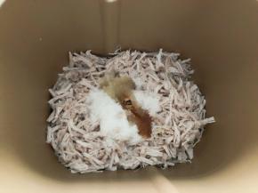 放入玉米油，细砂糖，生抽，盐，开启面包机肉松功能