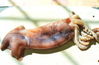 鱿鱼洗干净，将内脏取出，之后将鱿鱼分切成段
