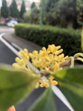 桂花～香香的桂花～