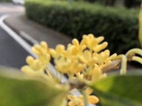 桂花～香香的桂花～