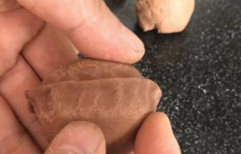 用手在中间捏出核桃隔