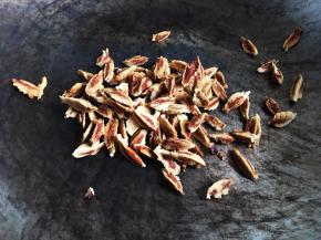 枣核不要丢弃，小火翻炒至微焦（3～5分钟），直接用来泡水喝。