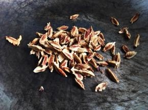 枣核不要丢弃，小火翻炒至微焦（3～5分钟），直接用来泡水喝。