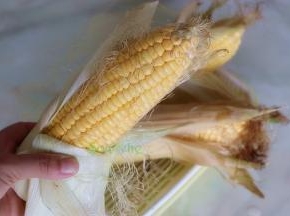 玉米挑选：玉米要外表光滑，无虫眼，粒粒饱满，光亮。甜玉米的玉米须是鲜嫩，老玉米的玉米须是黑色的。
