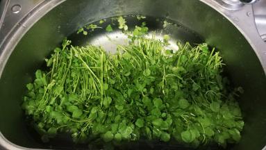 西洋菜清洗干净