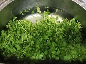 西洋菜清洗干净