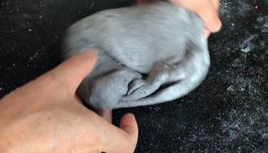 发酵好的面团，取出揉匀排气