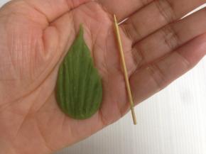 每一片叶子大概用3.5-4克面团，每片叶子不必一样的重量，搓成水滴形，压扁，用牙签压出纹路