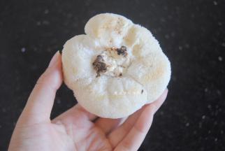 接下来来处理猴头菇，新鲜的猴头菇是雪白色的大绒球，翻过来会看到它的根蒂，用剪刀彻底剪掉根蒂，然后把猴头菇撕成小块，很多人会喜欢煮大个头的，可以根据个人喜好来处理。