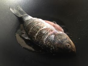 起锅烧至冒烟后倒入适量食用油，不用太多与平时炒菜差不多即可，将油再次烧热后将火力调成小火，提起鱼尾沿锅边缘下锅，小火慢煎；