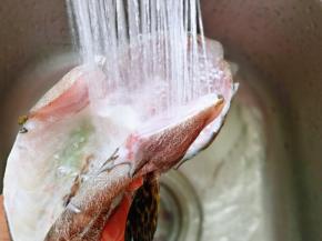 买回来的石斑鱼清洗干净。
