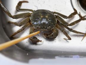 对于一些不太活跃的螃蟹，可以用筷子戳一戳它的眼睛，如果能动就表示还活着。