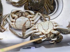 可以通过螃蟹肚子上那一块区域来辨别雌雄，雌的是圆形的，雄的是三角形的。