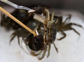 螃蟹一定要吃鲜活的，死掉的螃蟹会分泌出一种毒素，导致肉质腐败、细菌滋长，是不能食用的。