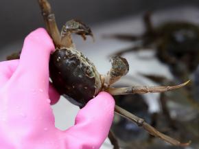 螃蟹身体表面有很多脏污，一定要刷洗干净。用手像图中这样抓住螃蟹的身体两侧。这样就不容易被夹了。安全起见，戴上手套操作更安全一些。