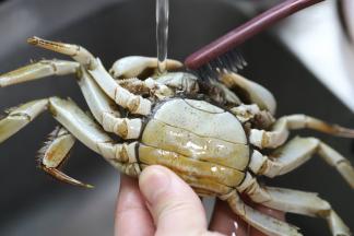 将大闸蟹里里外外用小刷子刷洗干净。