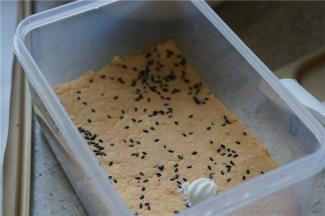 如图一层蛋糕片先放在盒底里面。