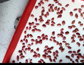 撒花生，用力震几下