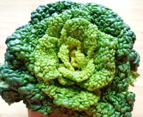 好漂亮的一棵油菜，油菜叶子一片一片掰下来清洗干净。