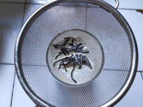 牛奶过滤掉红茶倒入杯子中即可