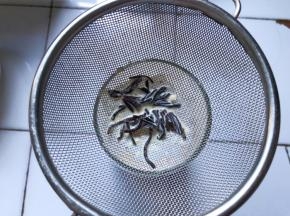 牛奶过滤掉红茶倒入杯子中即可