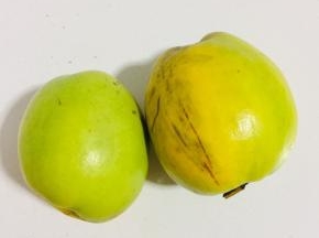 这是邻居给的木瓜！这个木瓜是菜木瓜用糖腌渍特别的好吃哦！