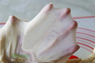 扩展阶段能把面皮拉伸到很薄很薄，俗称“手套膜”