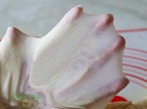 扩展阶段能把面皮拉伸到很薄很薄，俗称“手套膜”