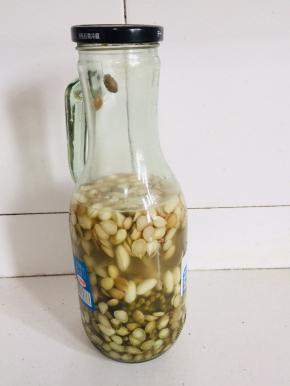 这是我自己泡的麻豆！（麻豆的做法是：杏仁煮熟，过凉水投凉褪皮，用清水浸泡一天，中途记得换三到四遍水，捞出沥干水分，花生提前浸泡一天褪皮备用。把处理好的杏仁和花生放入干净的无油玻璃瓶里，放入新鲜花椒，盐，再加入适量的矿泉水泡一个月即可食用了！）