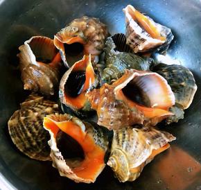 鲜活的红里螺洗净备用