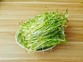 挑选新鲜的豆苗。