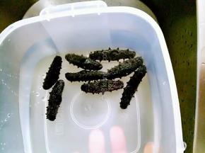 第一步特别简单，只需清洗掉沙土就可以啦