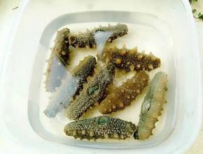 这是3天时的海参样子