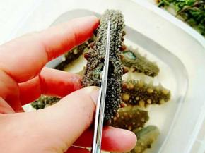 现在就可以清理海参内脏了，用剪刀沿海参腹部的口剪开