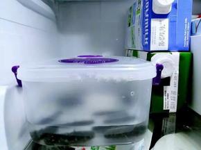 加入三分之一清水加盖，入冰箱保鲜层，每12小时换水，持续2天