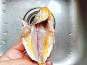 剪刀去除小梅鱼的杂质，清洗干净。