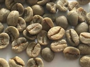 咖啡豆再次挑拣出残次豆、虫蛀豆。