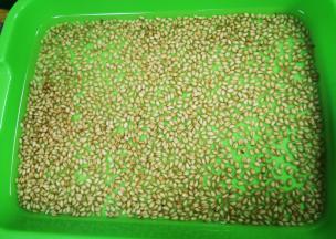 小麦用清水浸泡24小时，期间换几次水