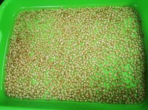 小麦用清水浸泡24小时，期间换几次水