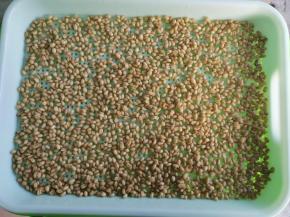 泡好后挑选出坏的种子， 把剩下的均匀的铺在育苗篮里， 每天喷三到四次水，我的是专业育苗篮，上门有盖子，就不用铺湿布。（如果是普通的沥水篮，就可以盖一块湿布）
