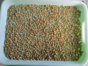 泡好后挑选出坏的种子， 把剩下的均匀的铺在育苗篮里， 每天喷三到四次水，我的是专业育苗篮，上门有盖子，就不用铺湿布。（如果是普通的沥水篮，就可以盖一块湿布）