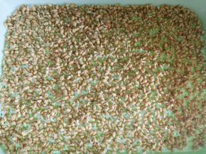 这个是第二天的样子，已经长出小芽芽了