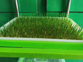 第五天样子，每个地方气候不同，生长的速度也不一样