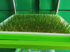 第五天样子，每个地方气候不同，生长的速度也不一样